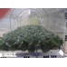 HydroFood- Leaf Vegetable5 (16-7-12)